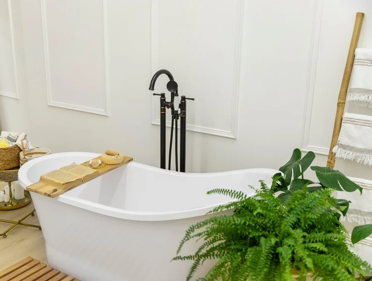 Introduce Indoor Plants